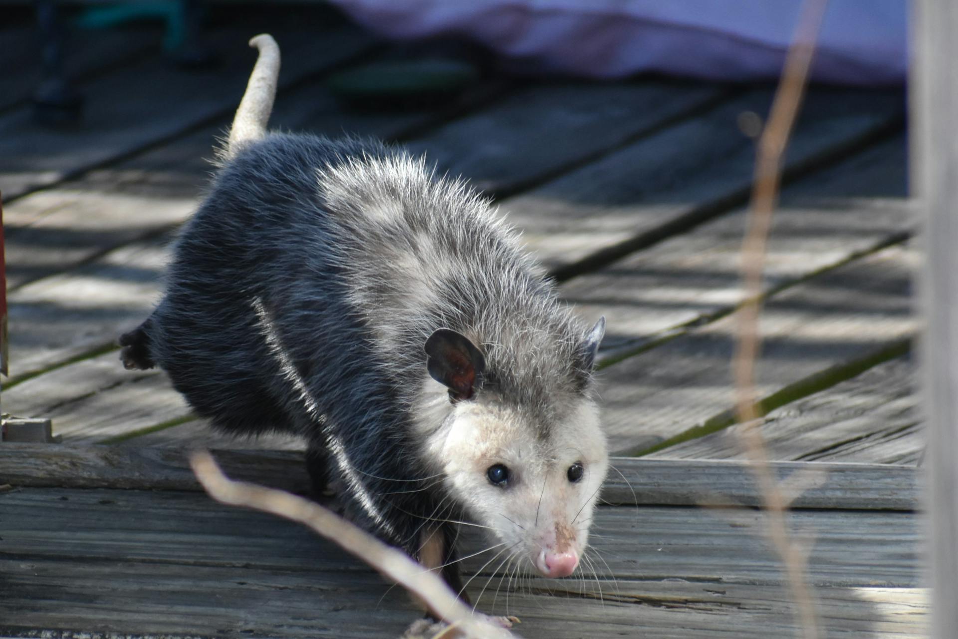 Opossum walking across a wooden deck - typical wildlife problem in Cleveland, OH yards and porches